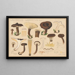 Hans Walty - Lactarius lignyotus Fries.webp