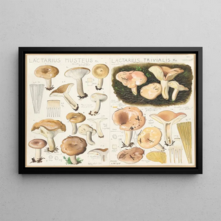 Hans Walty - Lactarius musteus Lactarius trivialis.webp