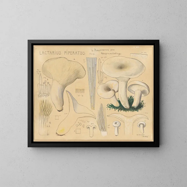 Lactaire poivré - Hans Baldung — kehystetty taideteos seinällä