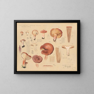 Hans Walty - Lactarius rufus Scop 1772.webp