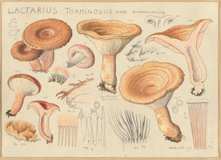 Lactaire torminosus - Hans Baldung — näkymä teoksesta