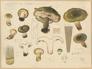 Hans Walty - Lactarius turpis Weinm 1836.webp