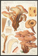 Lentinus cochleatus Pers Fr - Hans Baldung — näkymä teoksesta