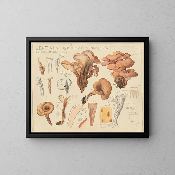 Lentinus cochleatus - Hans Baldung — kehystetty taideteos seinällä