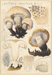 Lentinus gallicus - Hans Baldung — näkymä teoksesta
