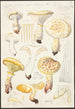 Lentinus lépide Fr Lentinus squamosus Schff lépide - Hans Baldung — näkymä teoksesta