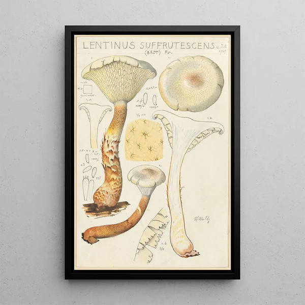 Lentinus suffrutescens - Hans Baldung — kehystetty taideteos seinällä