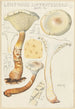 Lentinus suffrutescens - Hans Baldung — näkymä teoksesta