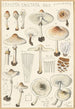 Lepiota cristata - Hans Baldung — näkymä teoksesta
