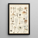 Lepiota cristata - Hans Baldung — kehystetty taideteos seinällä