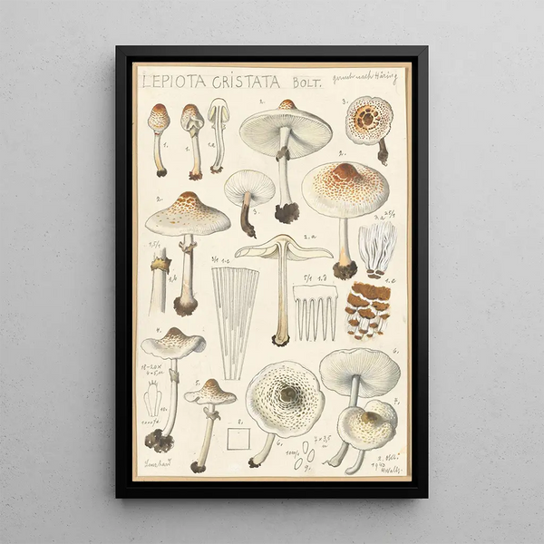 Lepiota cristata - Hans Baldung — kehystetty taideteos seinällä