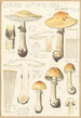 Lepiota guttata pers - Hans Baldung — näkymä teoksesta
