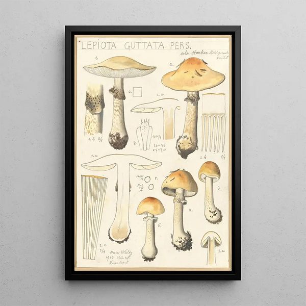 Lepiota guttata pers - Hans Baldung — kehystetty taideteos seinällä