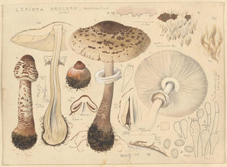 Hans Walty - Lepiota procera Scop.webp