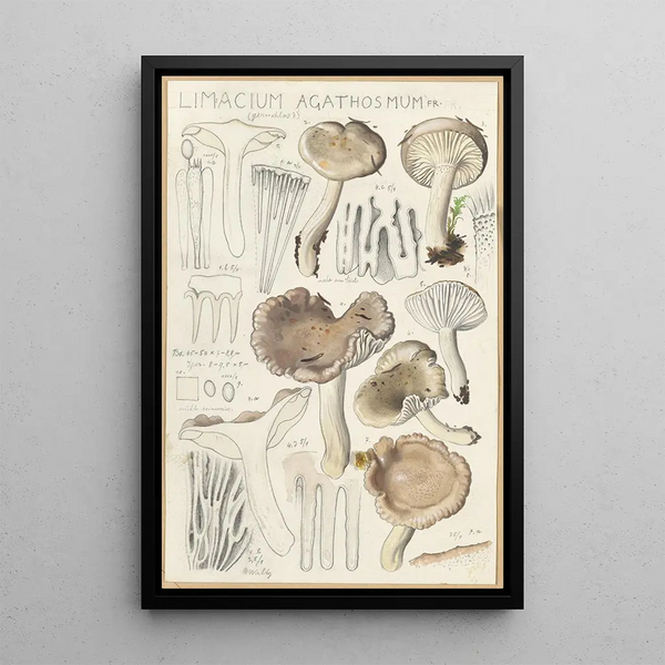 Limacium agathosmum - Hans Baldung — kehystetty taideteos seinällä