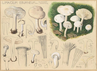 Limacium éburnéum - Hans Baldung — näkymä teoksesta