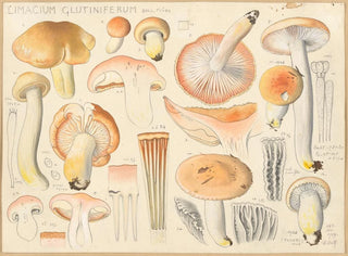Hans Walty - Limacium glutiniferum Bull Fries.webp