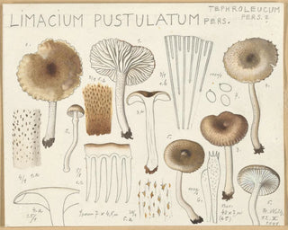 Limacium pustulatum - Hans Baldung — näkymä teoksesta