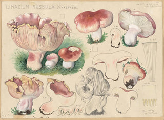 Limacium russula - Hans Baldung — näkymä teoksesta