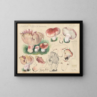Limacium russula - Hans Baldung — kehystetty taideteos seinällä