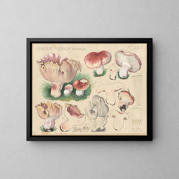 Limacium russula - Hans Baldung — kehystetty taideteos seinällä