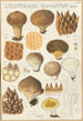 Lycoperdon enchinatum - Hans Baldung — näkymä teoksesta