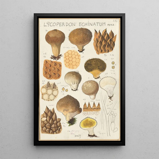 Hans Walty - Lycoperdon enchinatum.webp