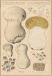 Lycoperdon excipuliforme - Hans Baldung — näkymä teoksesta