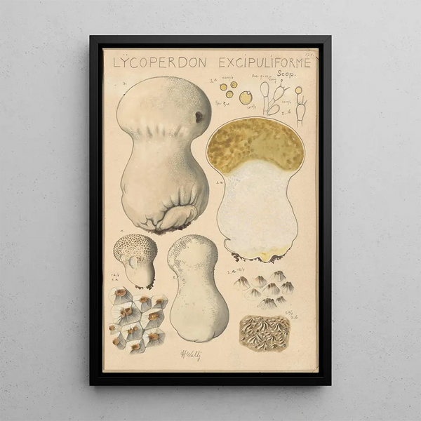 Lycoperdon excipuliforme - Hans Baldung — kehystetty taideteos seinällä