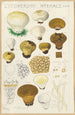 Lycoperdon hyemale - Hans Baldung — näkymä teoksesta