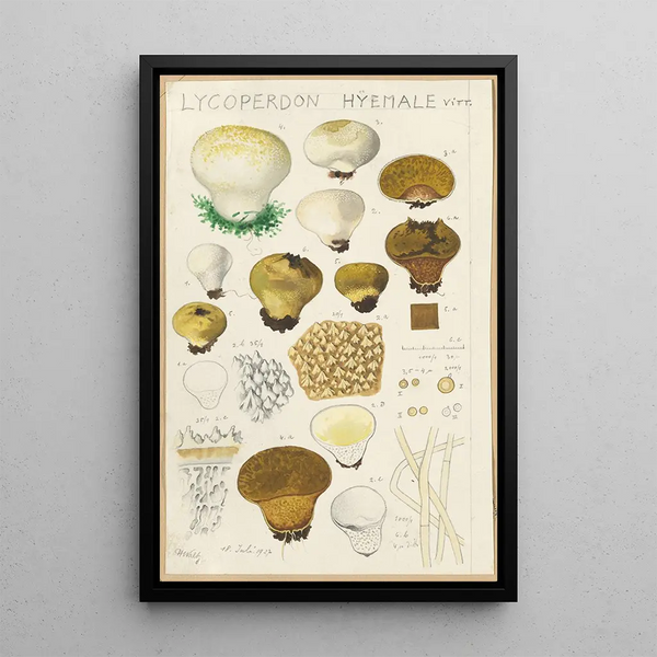 Lycoperdon hyemale - Hans Baldung — kehystetty taideteos seinällä
