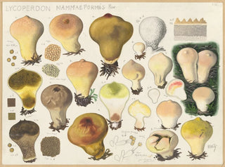 Lycoperdon mammaeforme - Hans Baldung — näkymä teoksesta