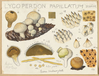 Lycoperdon papillatum - Hans Baldung — näkymä teoksesta