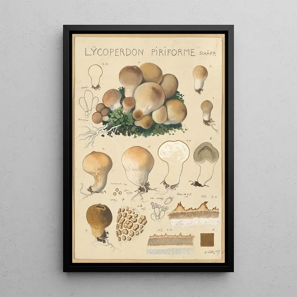 Lycoperdon piriforme - Hans Baldung — kehystetty taideteos seinällä