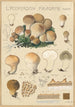 Lycoperdon piriforme - Hans Baldung — näkymä teoksesta