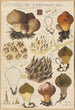 Lycoperdon umbrinum - Hans Baldung — näkymä teoksesta
