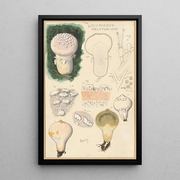 Lycoperdon velatum - Hans Baldung — kehystetty taideteos seinällä