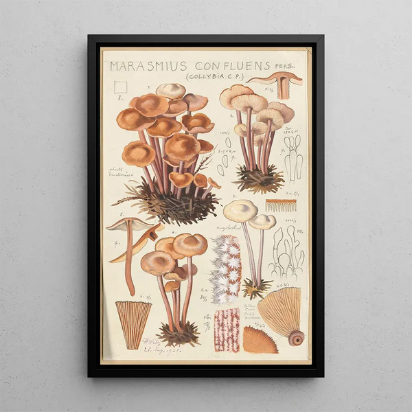 Marasmius confluens - Hans Baldung — kehystetty taideteos seinällä