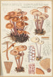 Marasmius confluens - Hans Baldung — näkymä teoksesta