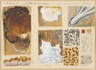 Merulius lacrymans - Hans Baldung — näkymä teoksesta