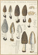 Morchella conica persoon - Hans Baldung — näkymä teoksesta