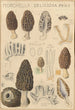 Morchella deliciosa - Hans Baldung — näkymä teoksesta