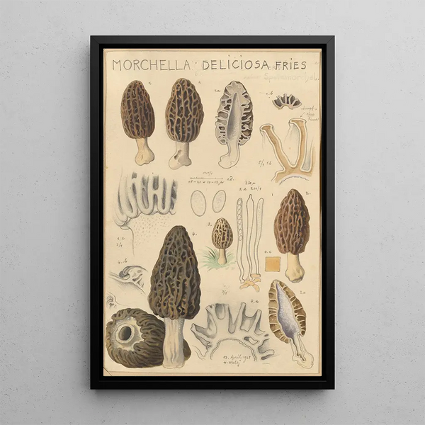 Morchella deliciosa - Hans Baldung — kehystetty taideteos seinällä