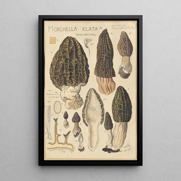 Morchella elata - Hans Baldung — kehystetty taideteos seinällä