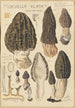 Morchella elata - Hans Baldung — näkymä teoksesta