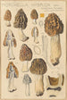 Morchella hybrida - Hans Baldung — näkymä teoksesta
