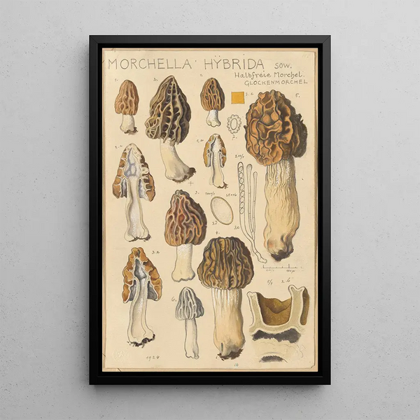 Morchella hybrida - Hans Baldung — kehystetty taideteos seinällä