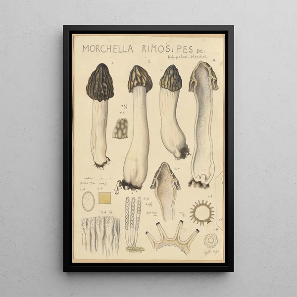 Morchella rimosipes - Hans Baldung — kehystetty taideteos seinällä