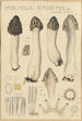 Morchella rimosipes - Hans Baldung — näkymä teoksesta