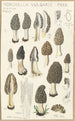 Morchella vulgaris - Hans Baldung — näkymä teoksesta